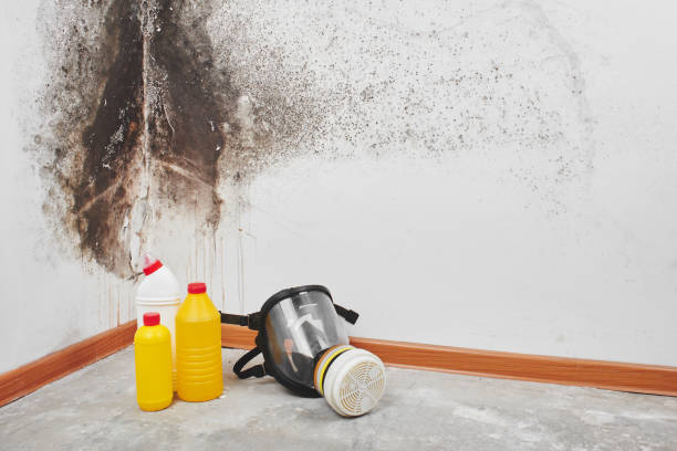 Best Mold Removal Company Near Me  in Acushnet Center, MA
