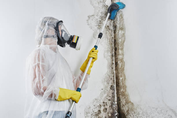 Best Affordable Mold Removal  in Acushnet Center, MA