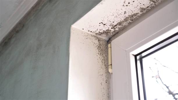 Best Mold Testing  in Acushnet Center, MA