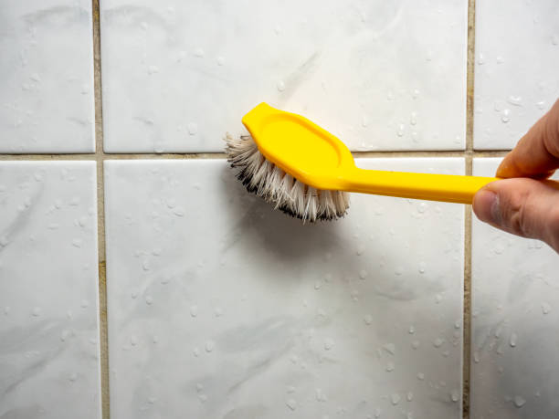 Best Toxic Mold Removal  in Acushnet Center, MA