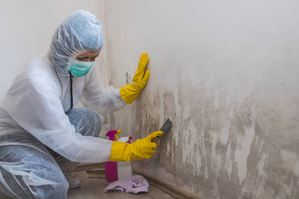 Mold Removal and Inspection in Acushnet Center, MA