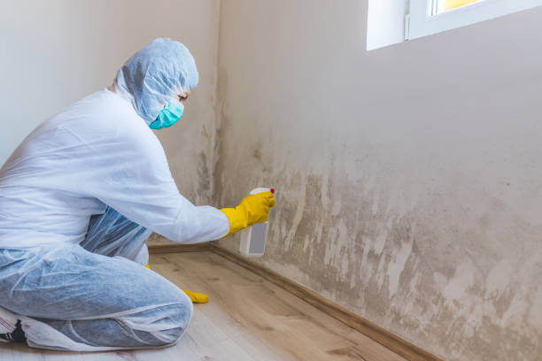 Best Toxic Mold Removal  in Acushnet Center, MA