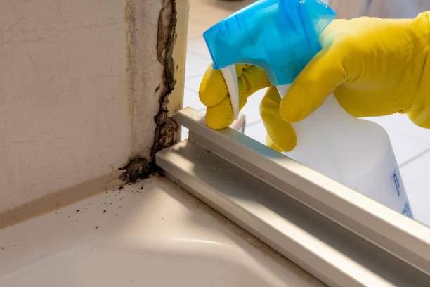 Best Mold Removal Near Me  in Acushnet Center, MA