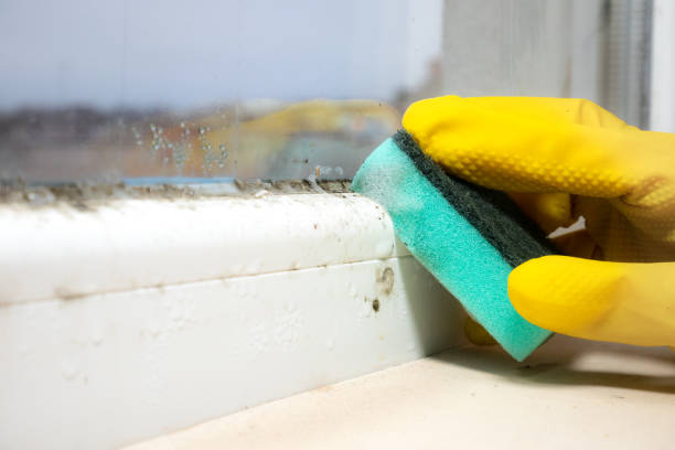 Best Best Mold Removal Companies  in Acushnet Center, MA