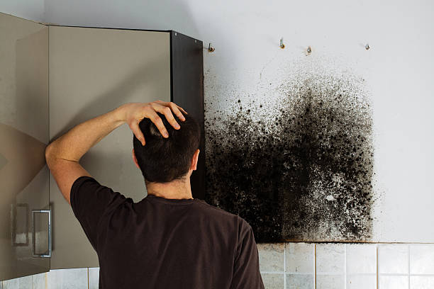 Best Local Mold Removal Service  in Acushnet Center, MA
